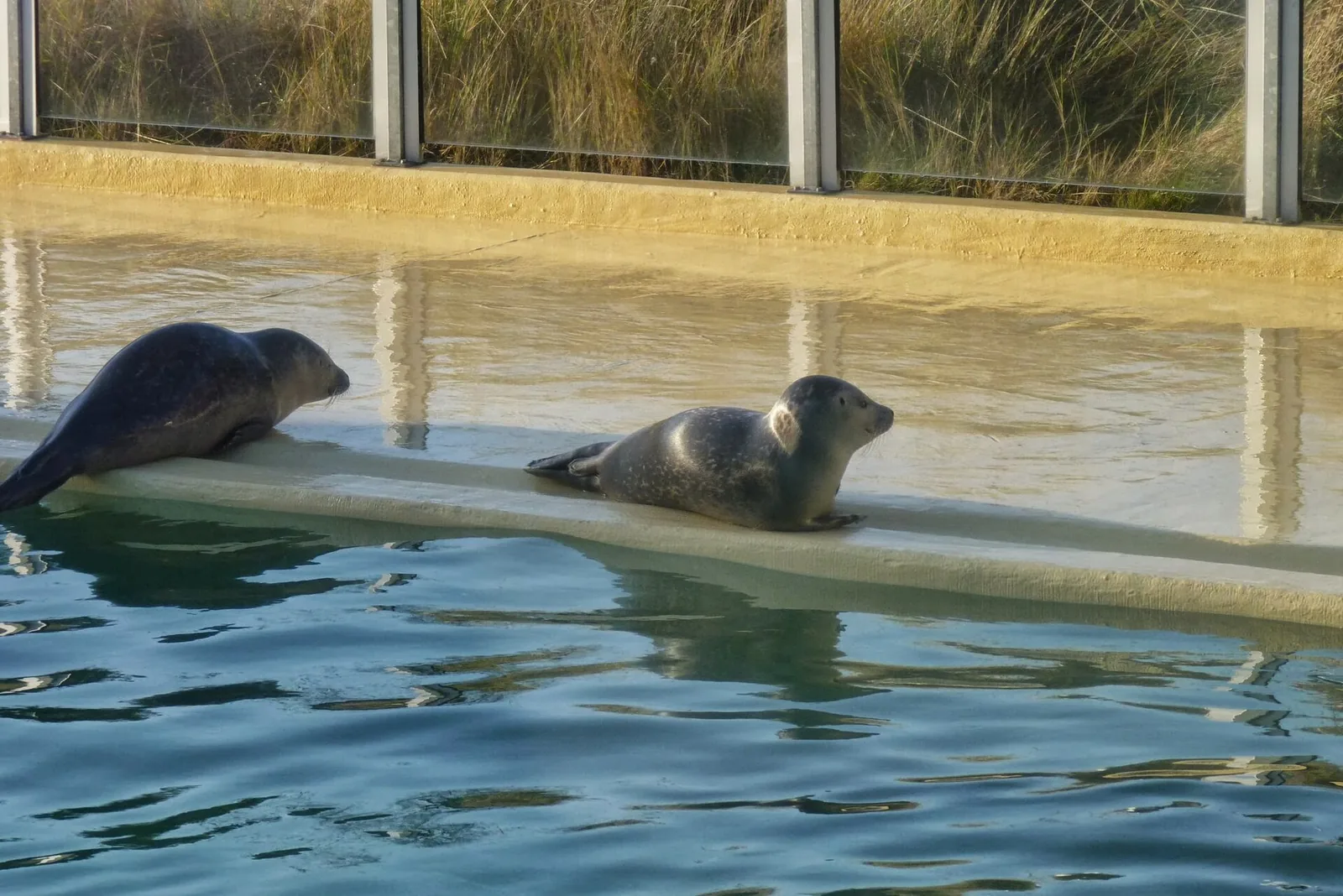 Zwei Seehunde auf einer Plattform im Aufzuchtbecken der Seehundstation Norddeich