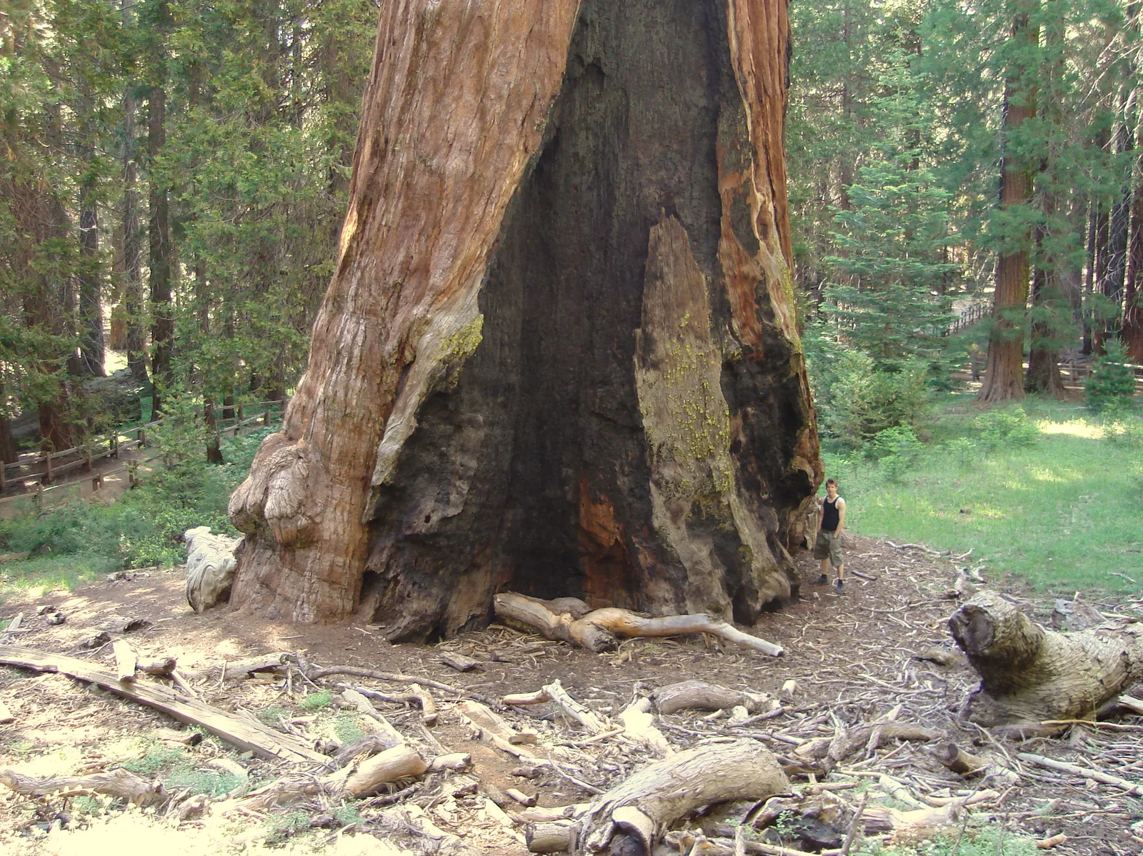 Der mächtige, am Fuß brandvernarbte Stamm des General Grant Tree im Wald von Grant Grove
