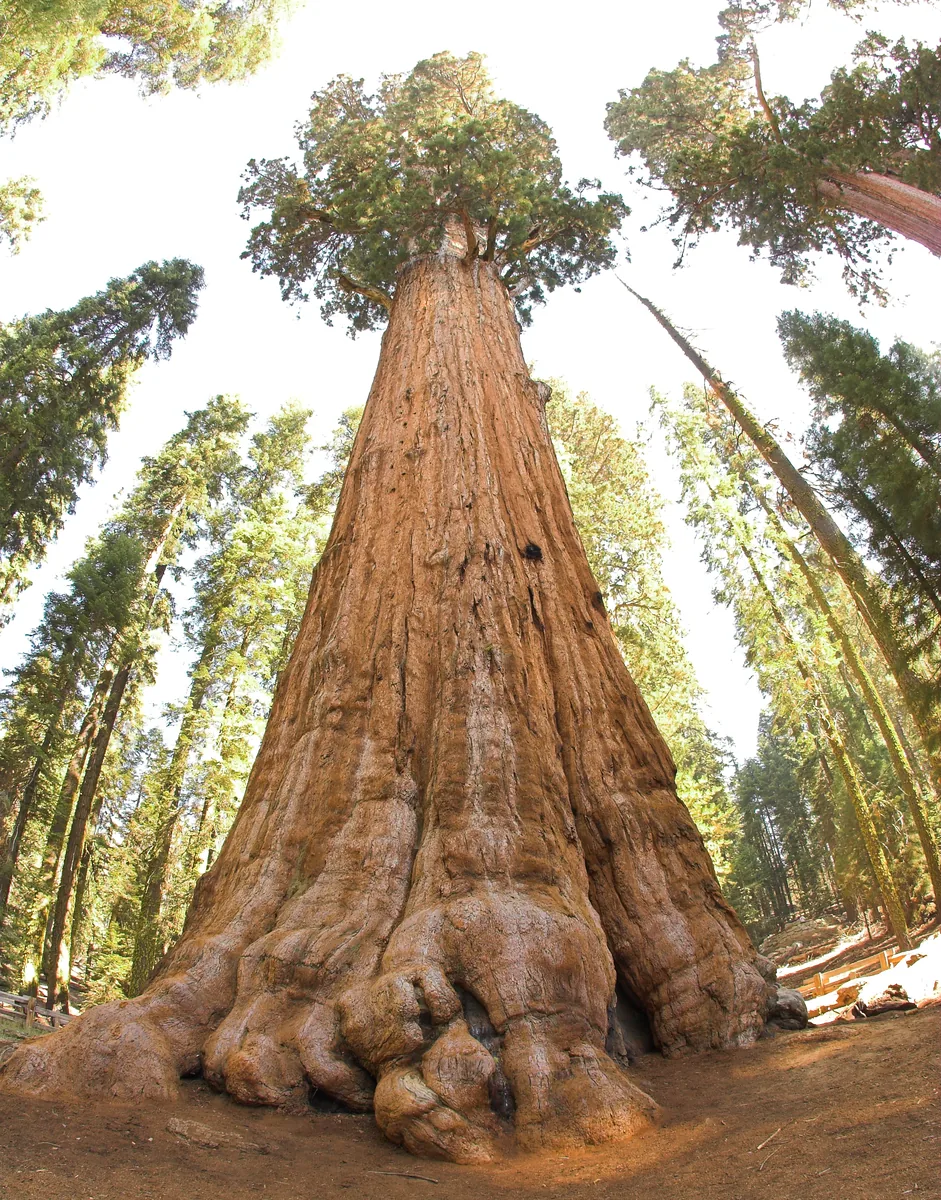 Blick am Stamm des General Sherman Tree hinauf in die Krone, ringsum weitere Mammutbäume