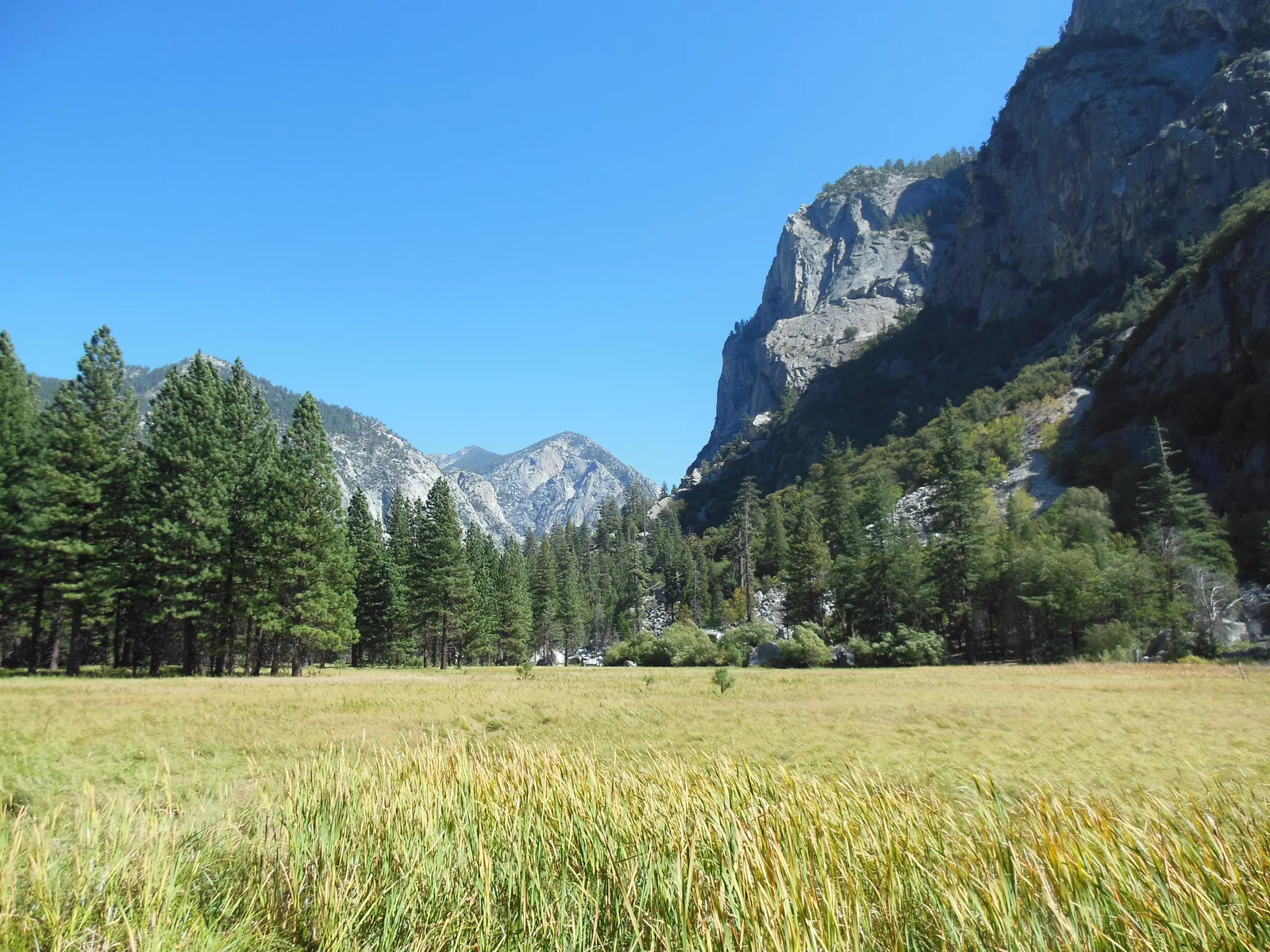 Goldgelbe Wiese der Zumwalt Meadow vor bewaldeten Hängen und hellen Granitwänden