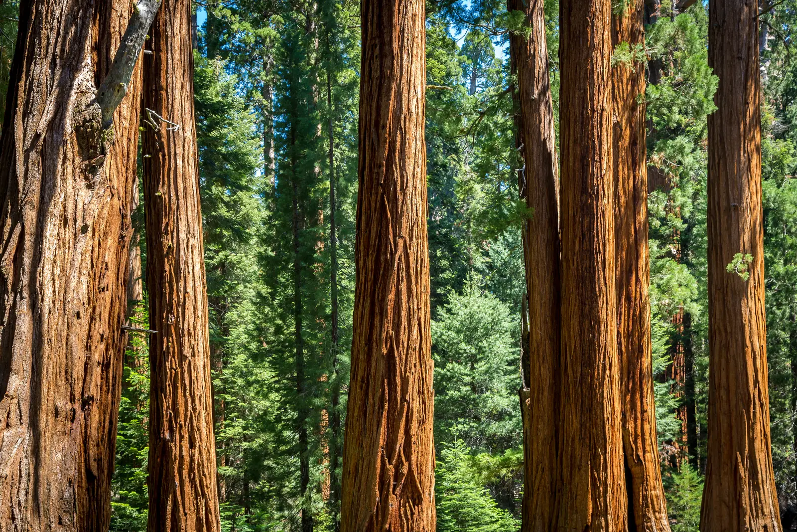 Rotbraune Stämme von Riesenmammutbäumen am Rand der Crescent Meadow im Giant Forest