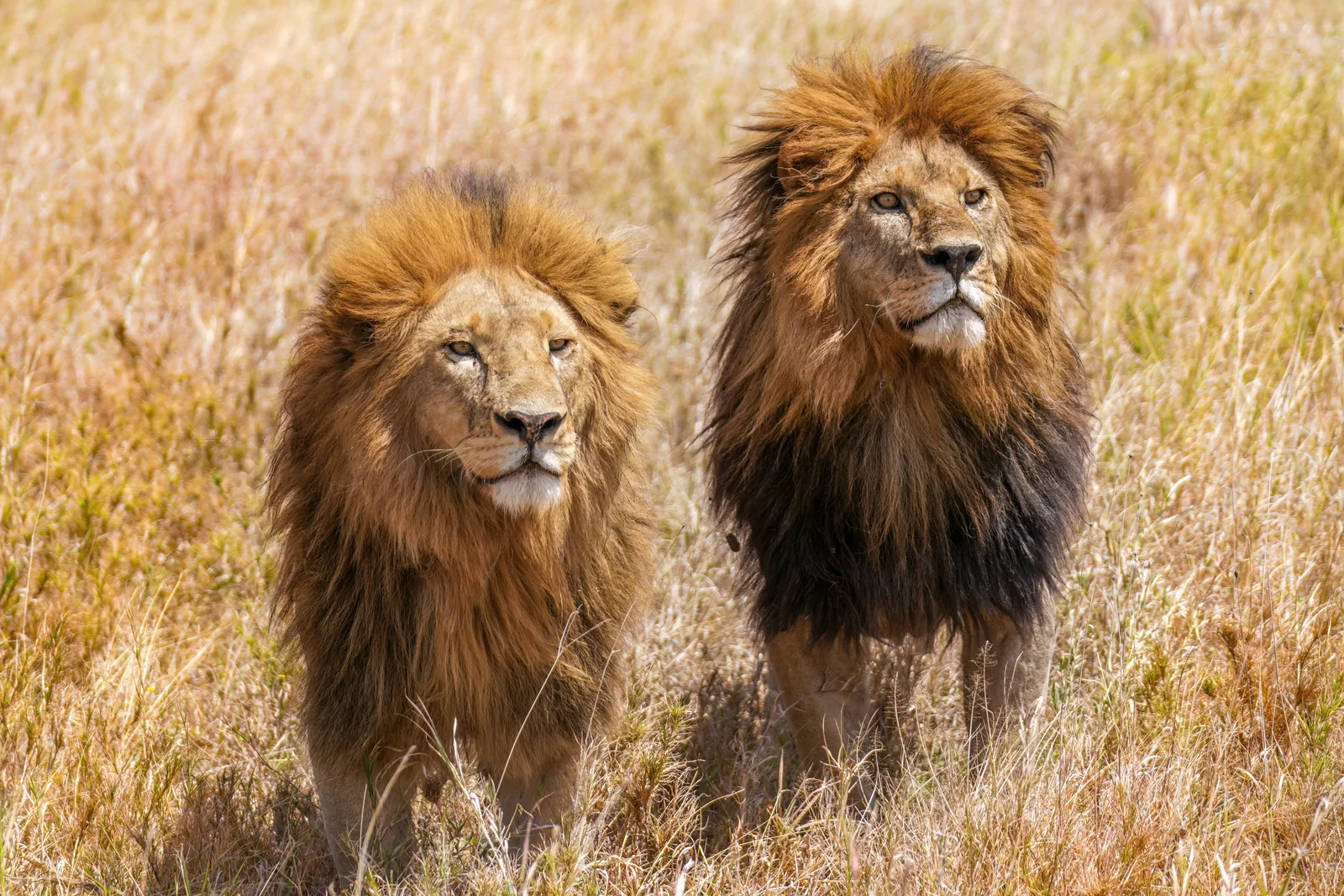 Zwei männliche Löwen mit dunkler Mähne nebeneinander im gelben Gras der Serengeti