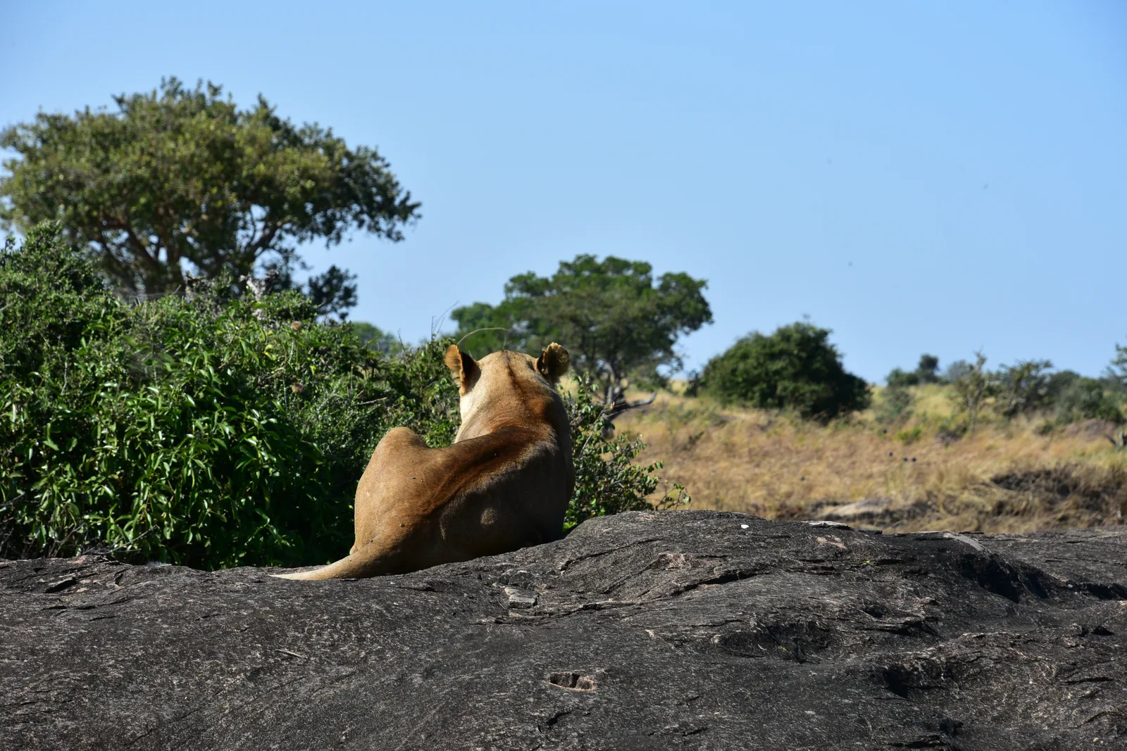 Eine Löwin sitzt auf einem Granitfelsen und blickt über die Ebene der Serengeti