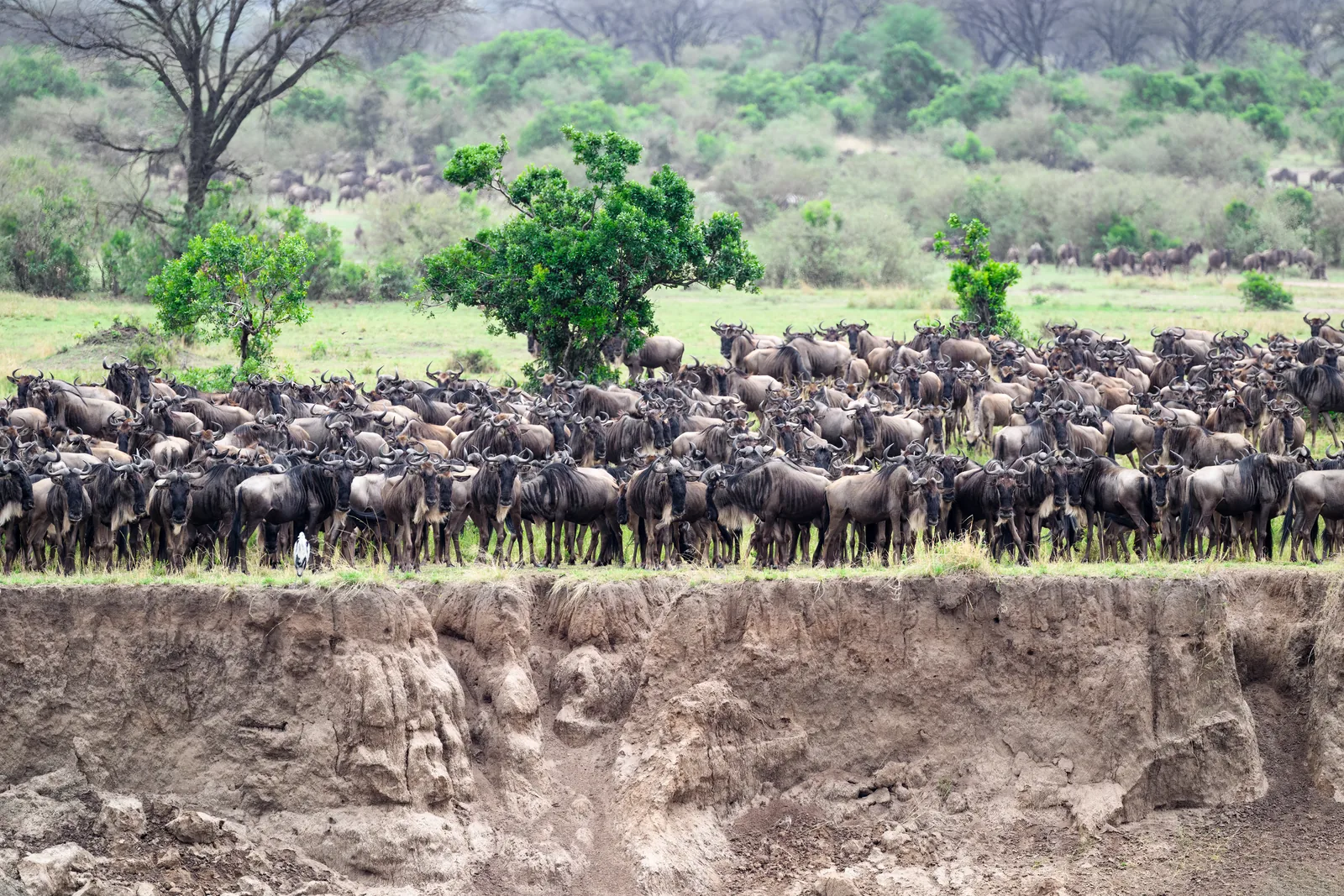 Hunderte Gnus drängen sich am Steilufer des Mara vor der Flussquerung