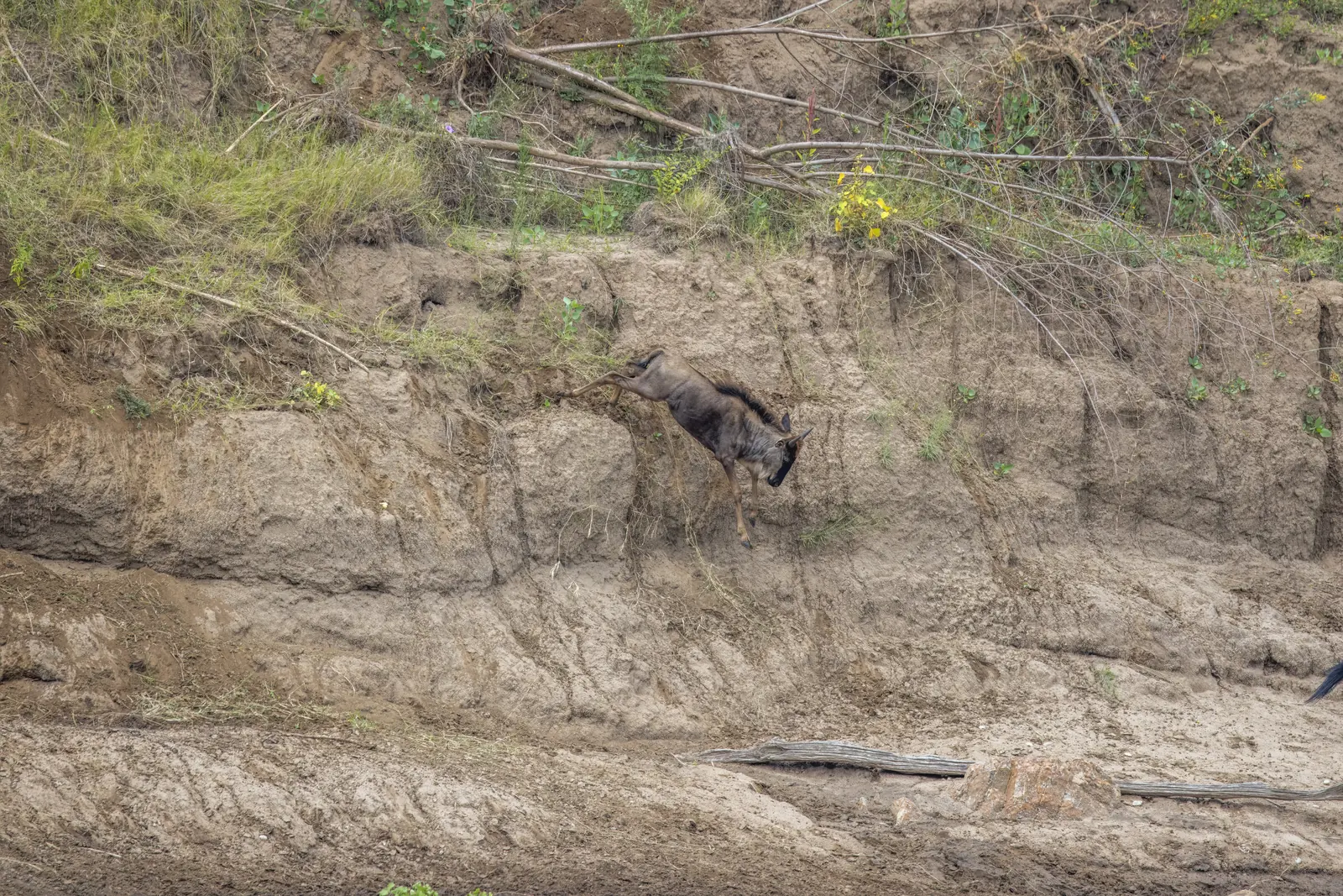 Ein Gnu springt vom Steilufer des Mara in den Fluss