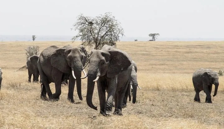 Angebotsfoto: Ab Mwanza: zwei Tage Serengeti mit einer Nacht im Park, privat