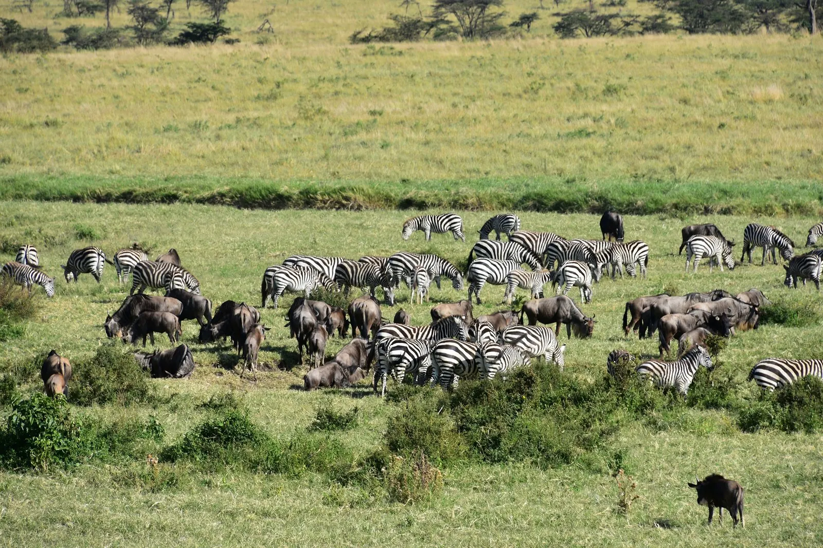 Zebras und Gnus der Gnuwanderung grasen dicht an dicht in der nördlichen Serengeti, hinten ein Hang mit Akazien.