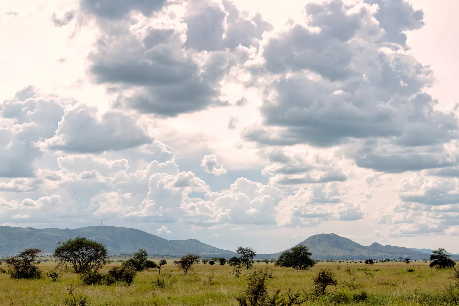Hohe Quellwolken über den Kurzgrasebenen der südlichen Serengeti, dem Kalbungsgebiet der Gnuwanderung.