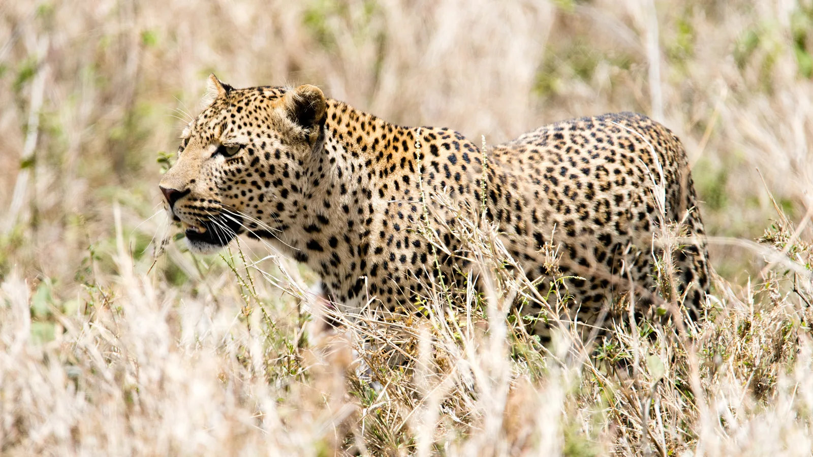 Ein Leopard schleicht durch hohes trockenes Gras im Seronera-Tal