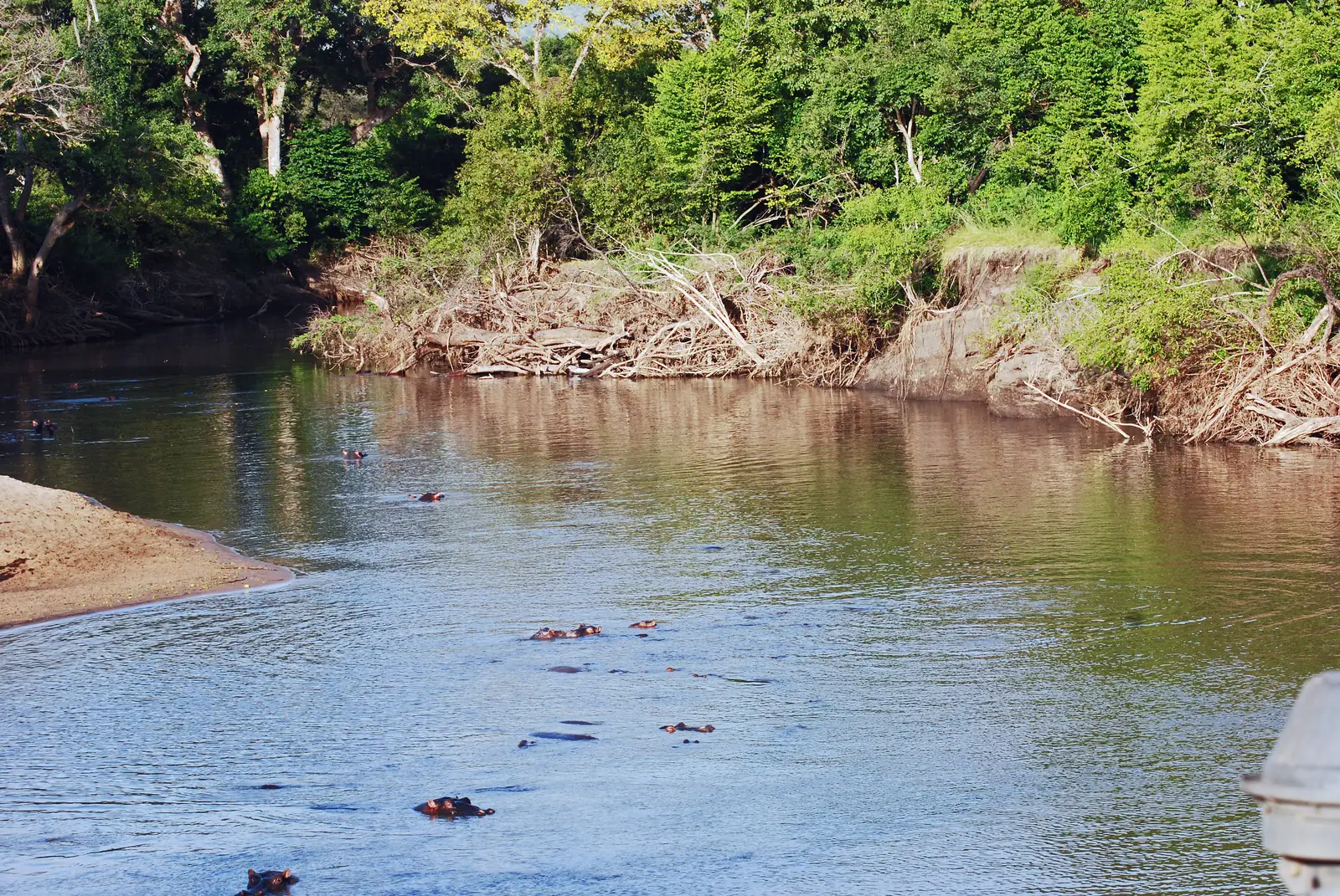 Der Grumeti im Westlichen Korridor, Flusspferde im braunen Wasser unter Galeriewald