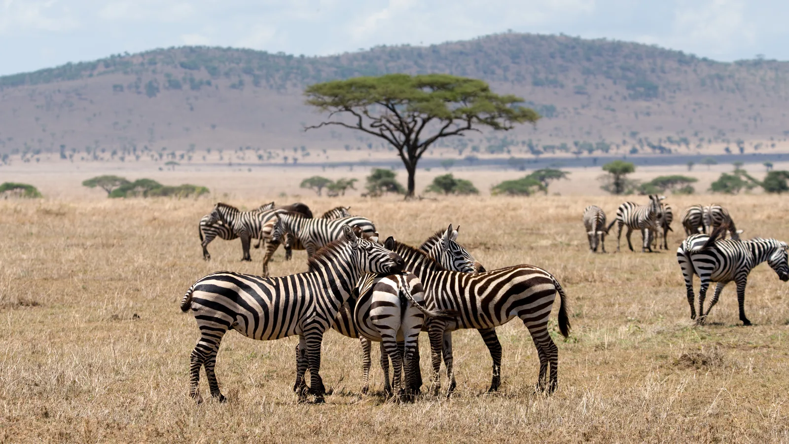 Eine Zebraherde vor einer Schirmakazie im Seronera-Tal, dahinter ein Hügel