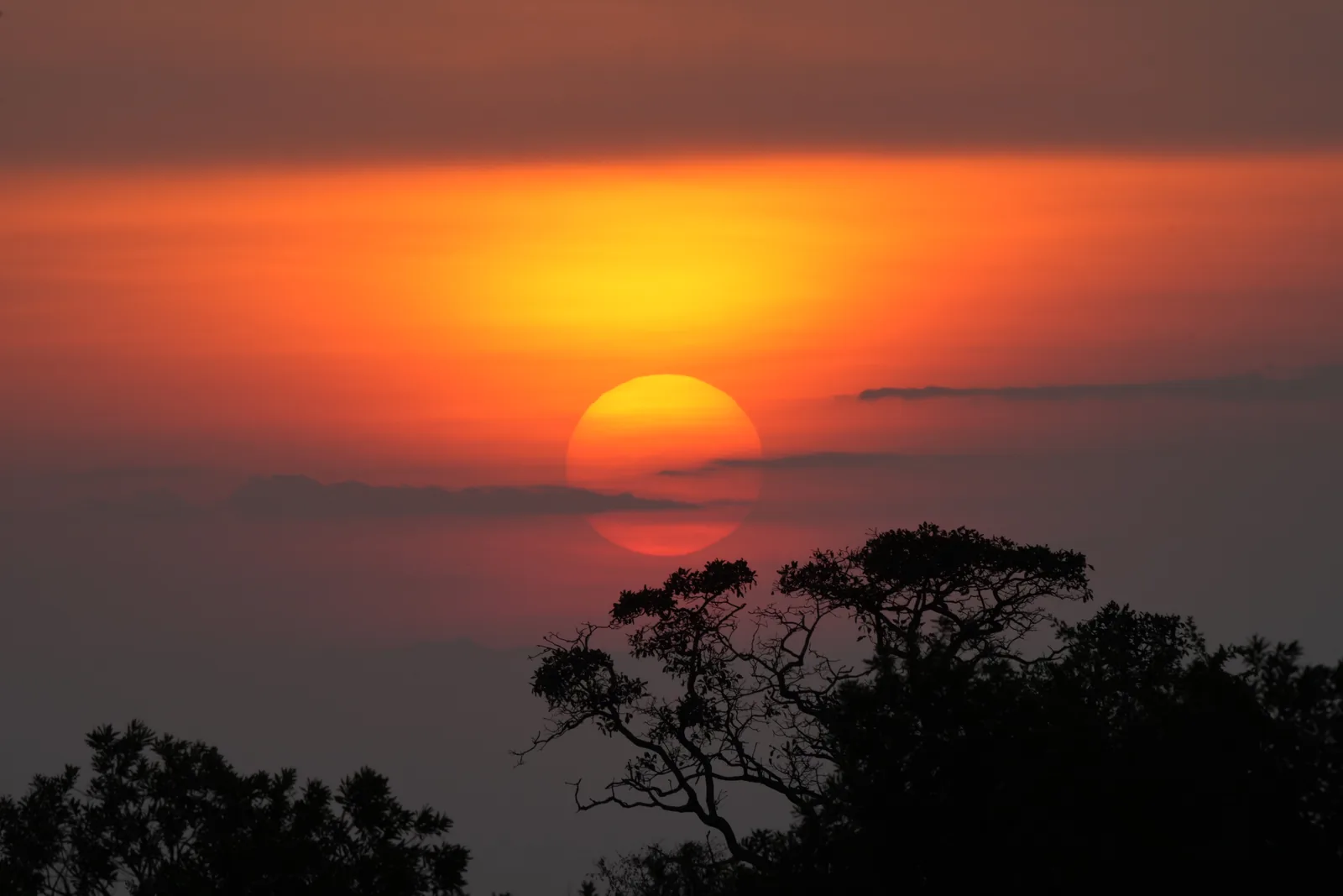 Sonnenaufgang über der Serengeti, die Sonne als roter Ball hinter einer Akazie