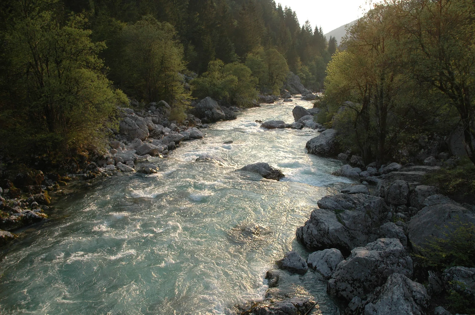Die Soča fließt zwischen Felsblöcken durch die bewaldete untere Trenta