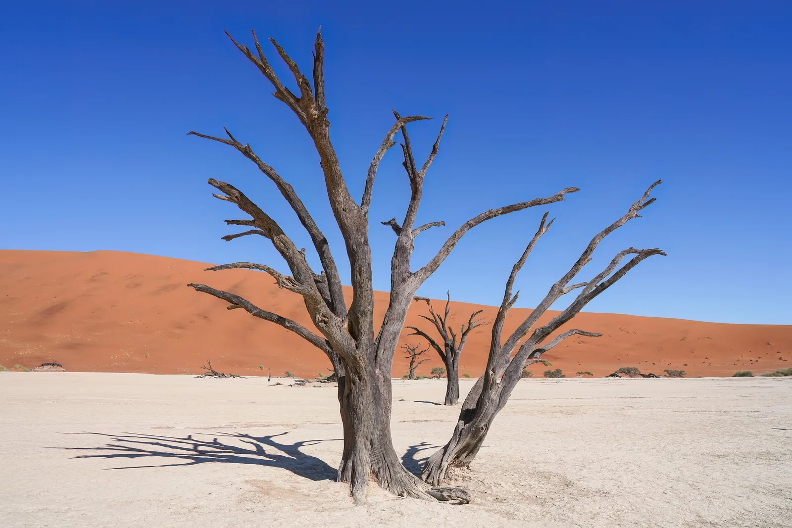 Abgestorbene Kameldornbäume stehen auf dem weißen Tonboden von Deadvlei im Namib-Naukluft-Park vor einer roten Düne