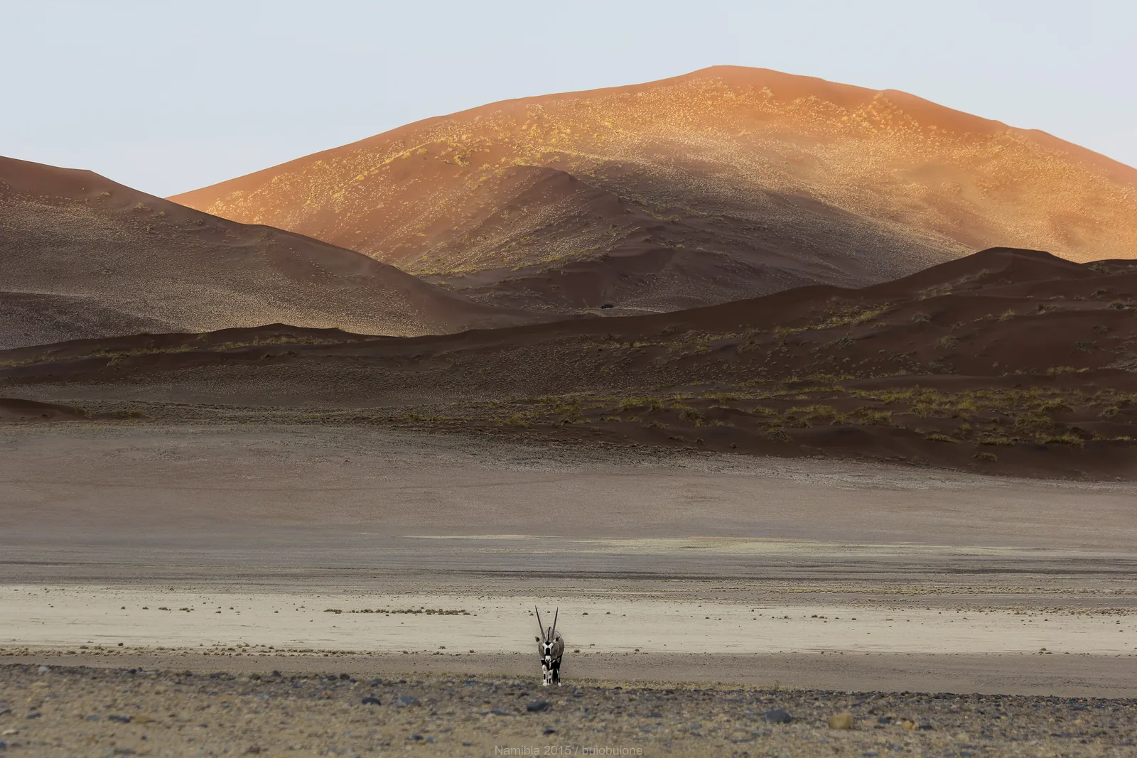 Eine Oryxantilope steht vor einer roten Düne im Sossusvlei im Namib-Naukluft-Park