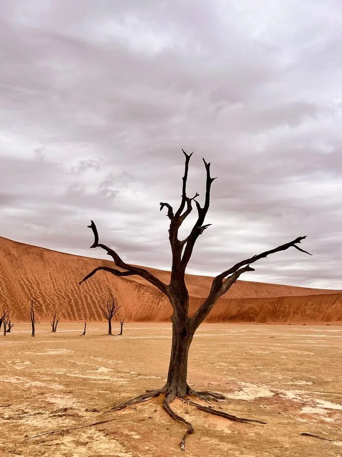Angebotsfoto: Sossusvlei: Tagestour mit Deadvlei, Düne 45 und Sesriem Canyon