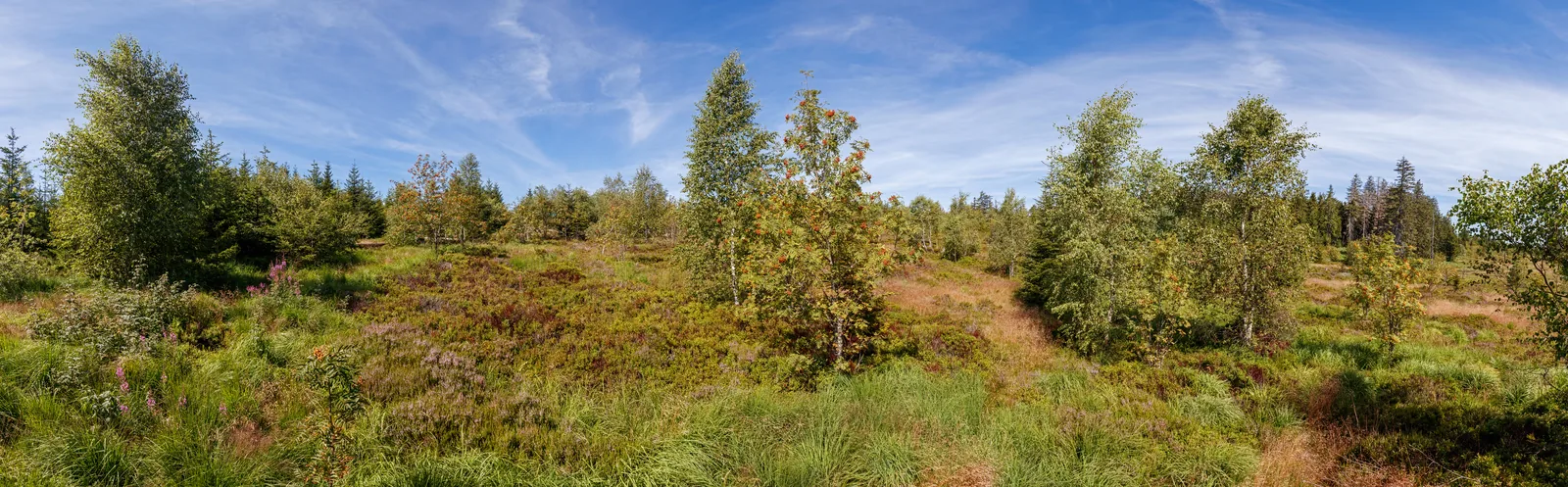 Nachwachsender Jungwald auf einer Sturmwurffläche mit einzelnen alten Stämmen