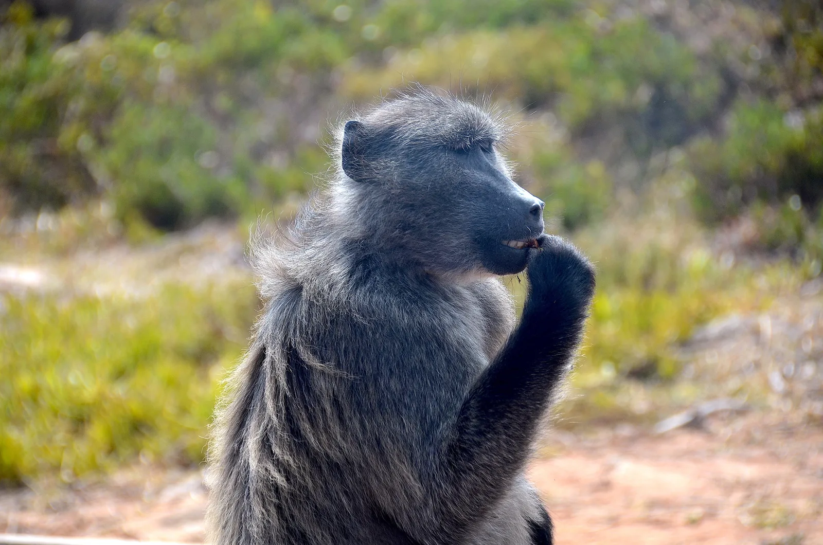 Ein Bärenpavian sitzt im Tafelberg-Nationalpark bei Cape Point am Wegrand vor grünem Buschwerk und kaut an seiner Hand