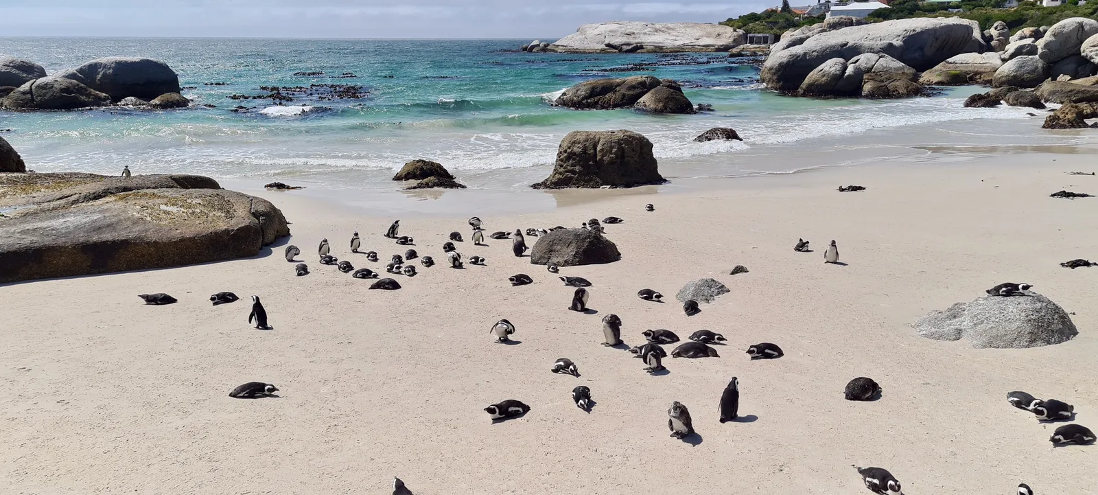 Eine Kolonie Afrikanischer Pinguine steht am Sandstrand von Foxy Beach im Tafelberg-Nationalpark, im Hintergrund Granitfelsen und Meer