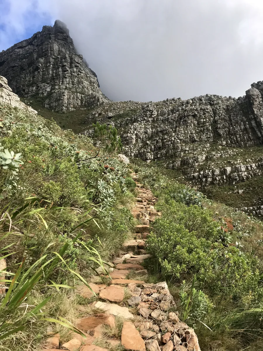 Ein Steinweg in der Platteklip Gorge auf den Tafelberg zwischen Protea-Büschen, oben die Felswand des Bergs unter Wolken