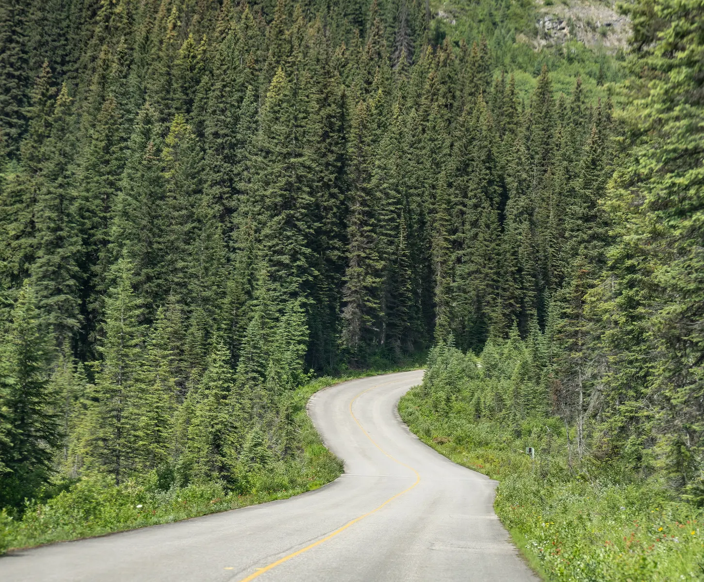 Die Yoho Valley Road zu den Takakkaw Falls windet sich durch dichten Nadelwald im Yoho-Nationalpark.
