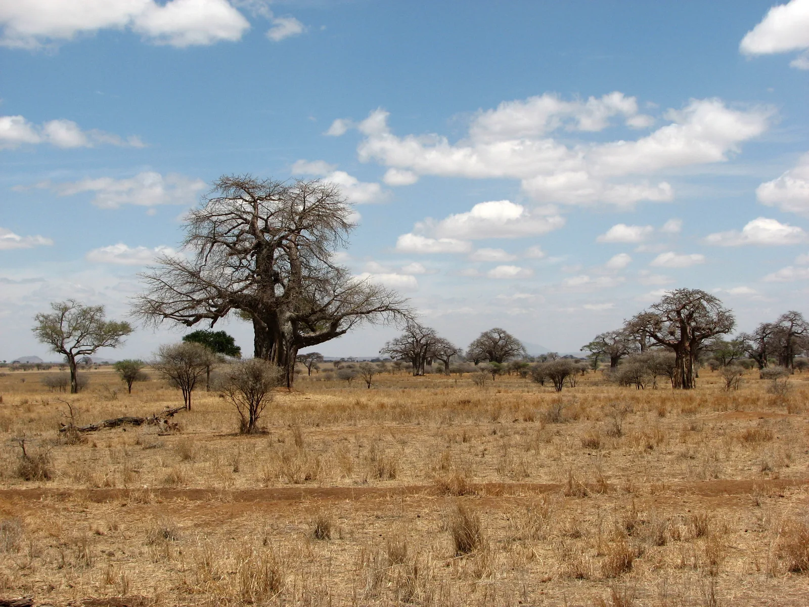 Ein großer Baobab steht im Tarangire-Nationalpark in trockenem Gras, dahinter weitere Baobabs und Akazien unter blauem Himmel