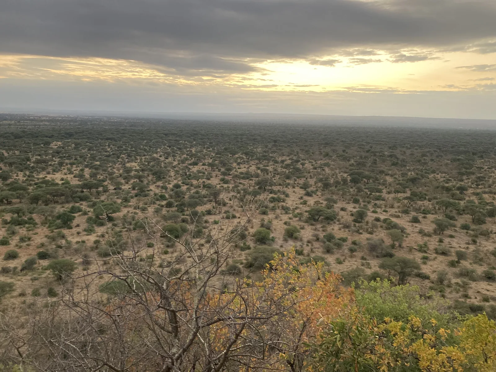 Blick von den Sangaiwe-Hügeln im Tarangire-Nationalpark über weites, dicht bewachsenes Buschland unter Wolken