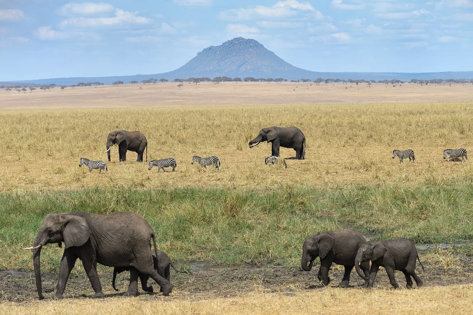 Elefanten mit Kälbern und Zebras ziehen über die Grasebene am Silale-Sumpf im Tarangire-Nationalpark, dahinter ein einzelner Berg