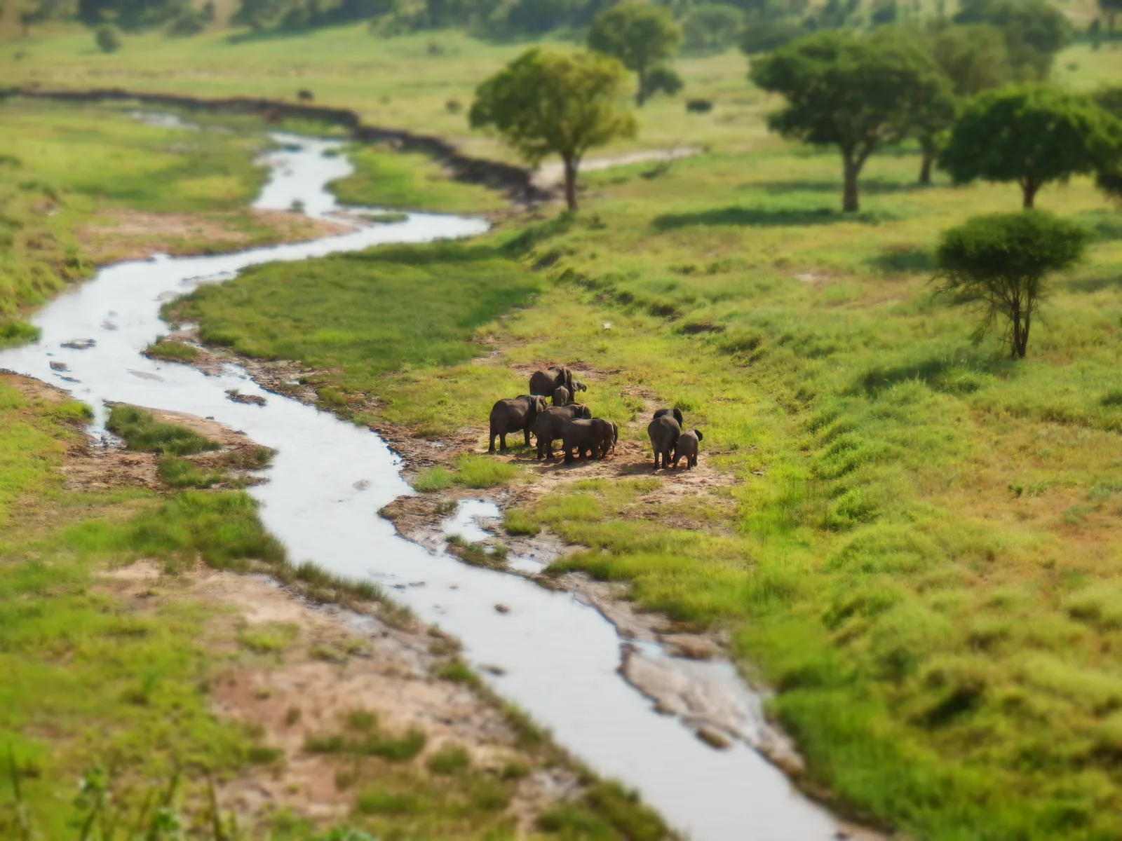 Eine Elefantenherde steht im Tarangire-Nationalpark auf grünem Gras neben dem gewundenen Tarangire-Fluss