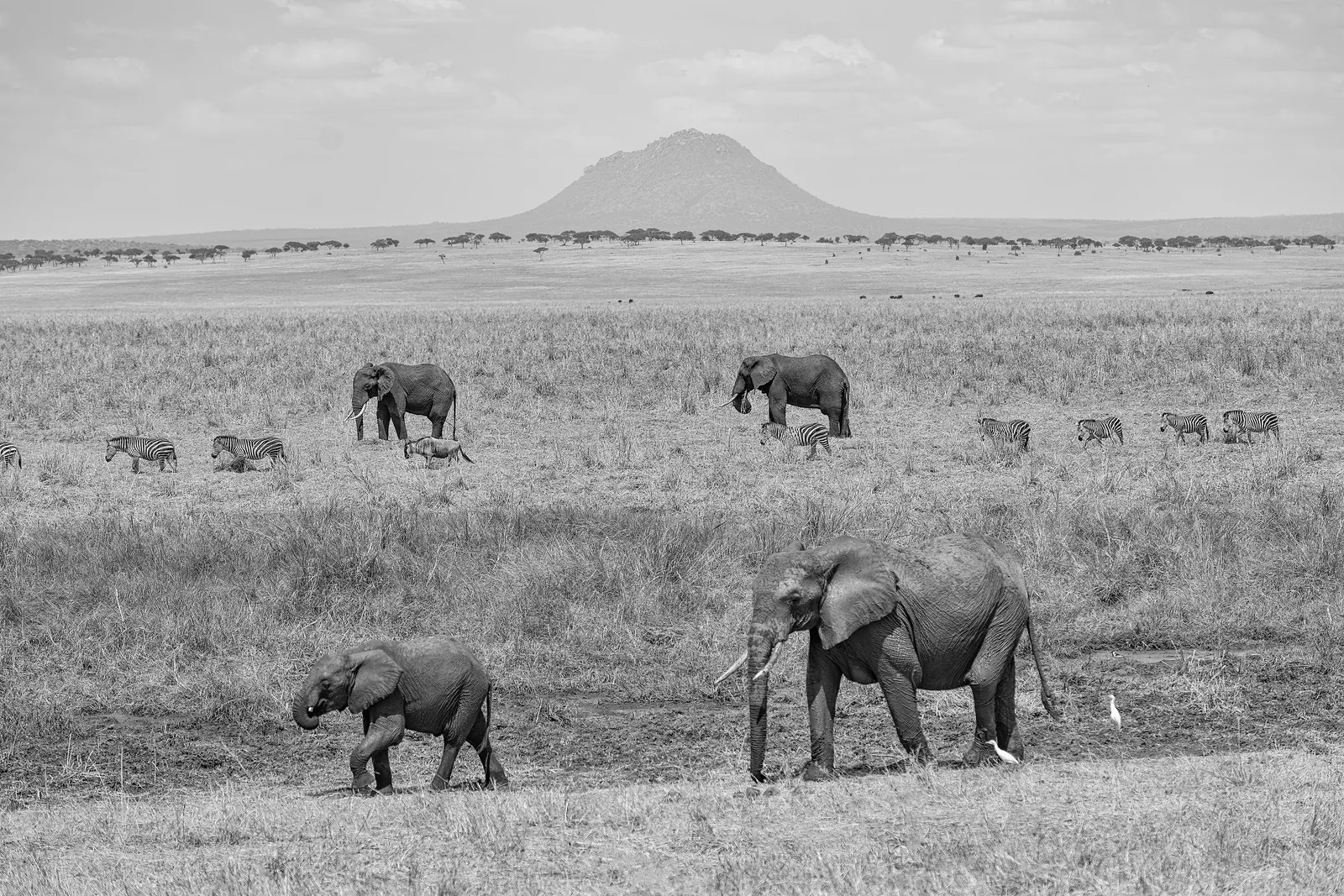 Schwarzweißaufnahme: Elefanten mit Kälbern und Zebras ziehen über die Ebene am Silale-Sumpf im Tarangire-Nationalpark, hinten ein Berg