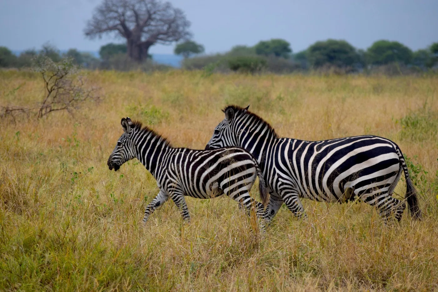 Angebotsfoto: Ab Arusha: ein Tag Pirschfahrt im Tarangire-Nationalpark