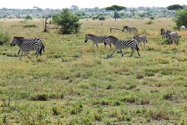 Angebotsfoto: 4 Tage Tarangire, Serengeti und Ngorongoro ab Arusha