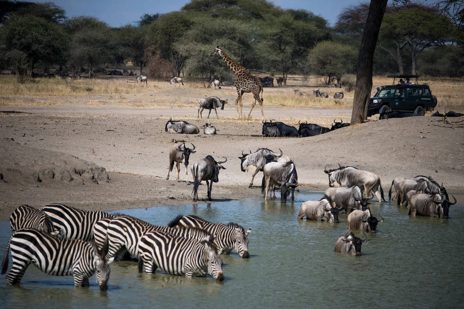 Zebras, Gnus und eine Giraffe trinken an einem flachen Wasserloch im Norden des Tarangire-Nationalparks, dahinter ein Safarifahrzeug