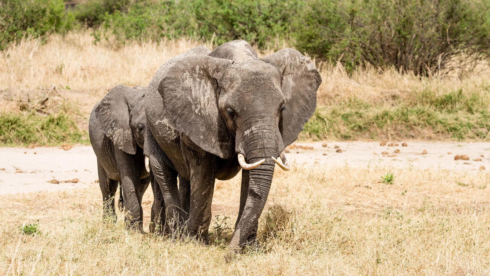 Zwei Elefanten gehen im Tarangire-Nationalpark dicht nebeneinander über eine sandige Piste, dahinter trockenes Gras und Büsche