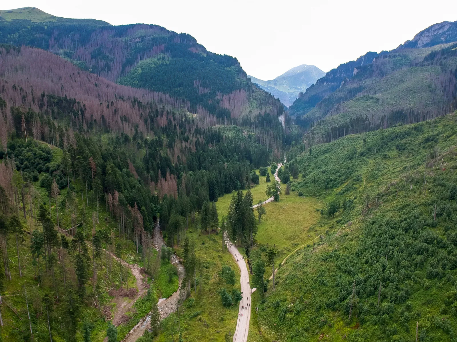 Die Dolina Kościeliska im Tatra-Nationalpark von oben: ein Fahrweg durch Wiesen und Wald zwischen steilen Hängen