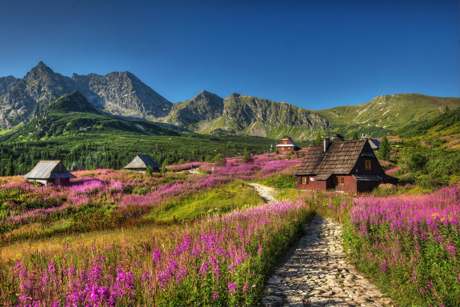 Hala Gąsienicowa im Tatra-Nationalpark im August: blühendes Weidenröschen, Holzhütten und ein Steinweg, dahinter Kościelec und Świnica