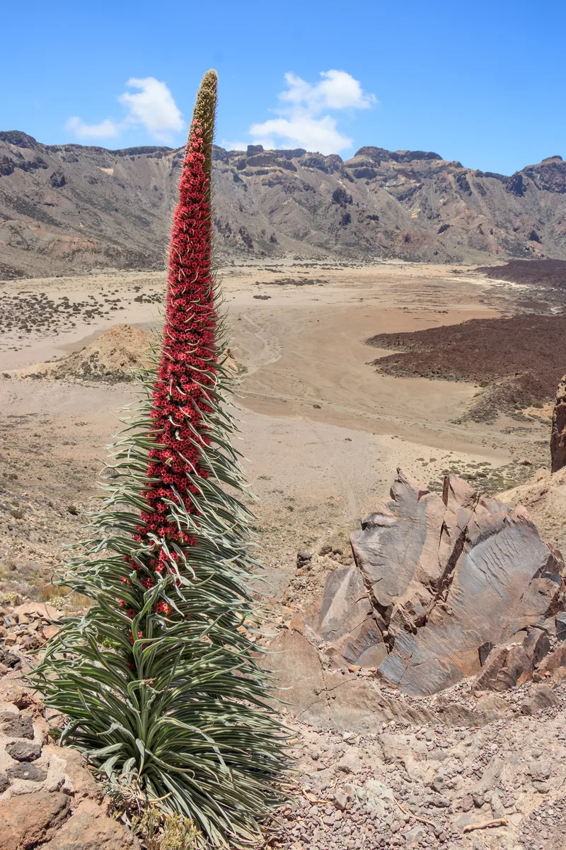 Ein blühender roter Tajinaste, Echium wildpretii, vor der weiten Caldera Las Cañadas