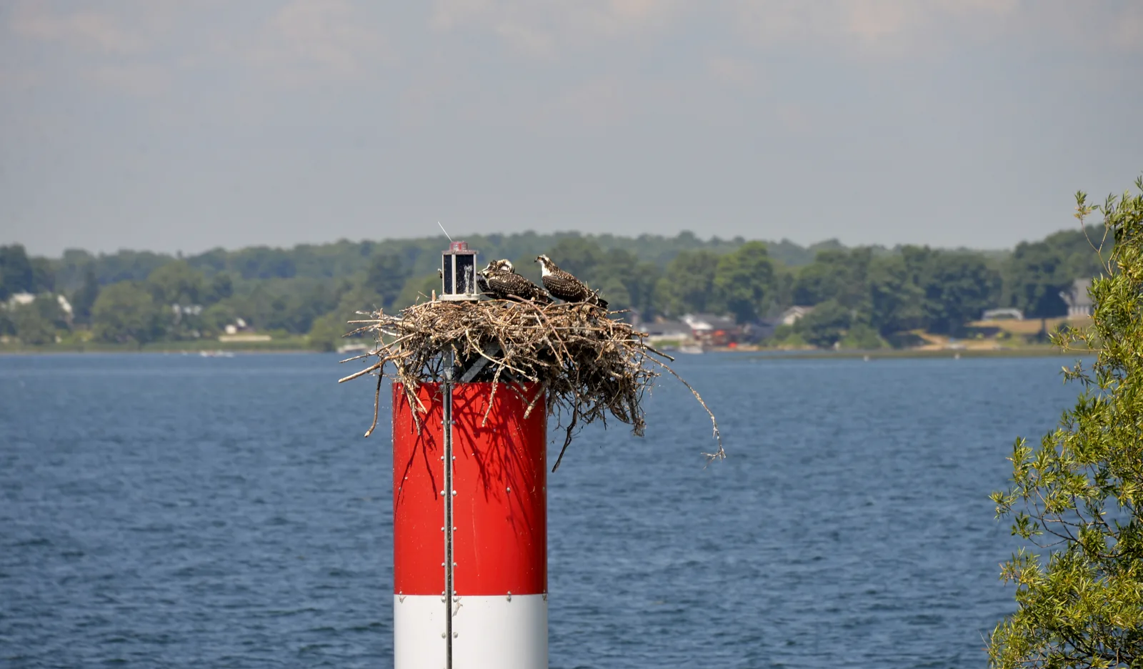 Ein Fischadler sitzt auf einem großen Reisignest, das auf einer rot-weißen Fahrwassertonne im Strom gebaut ist