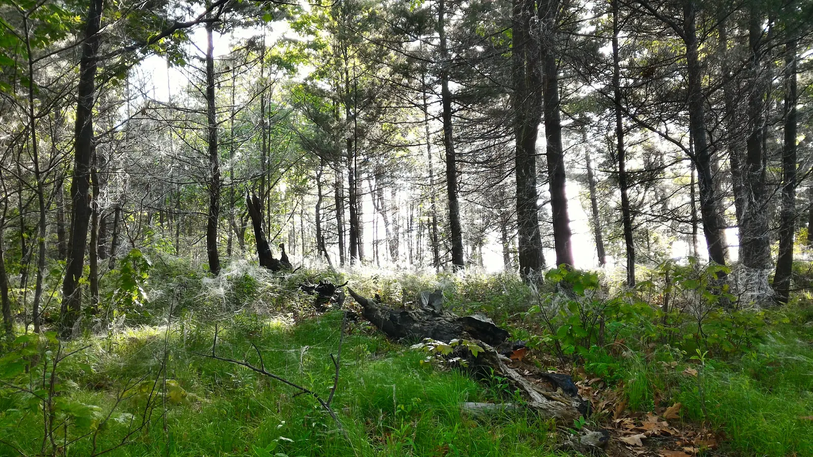Lichter Kiefernwald auf einer Insel, Sonnenlicht fällt zwischen die Stämme auf Gras und liegendes Totholz