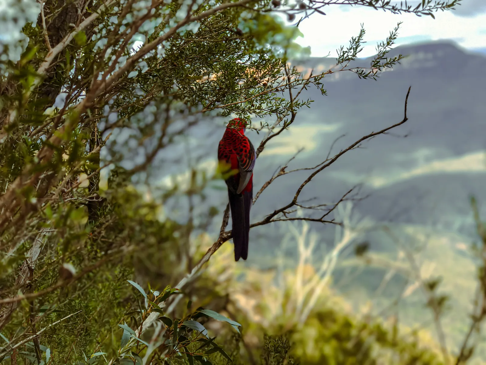 Ein Pennantsittich mit rotem Gefieder sitzt auf einem Zweig am Weg zu den Three Sisters im Blue-Mountains-Nationalpark, dahinter verschwommen das Tal