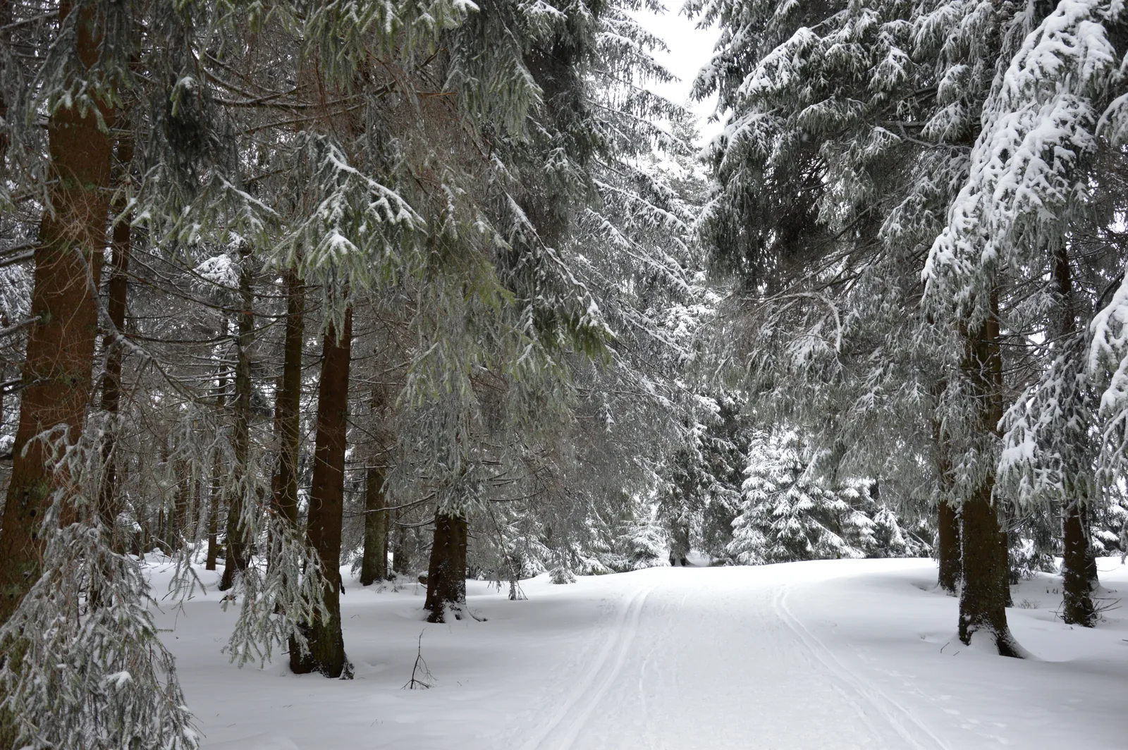 Der Goetheweg im Nationalpark Harz
