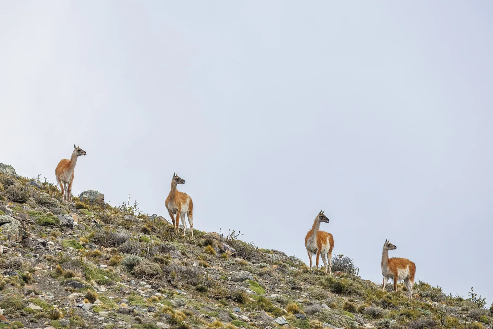Vier Guanakos auf einem Hang im Nationalpark Torres del Paine vor grauem Himmel