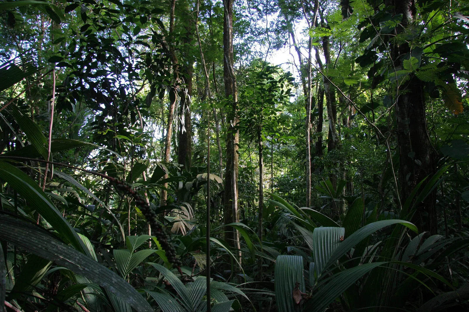 Üppiger Regenwald mit Palmen und Lianen am Ufer des Caño Harold im Tortuguero-Nationalpark
