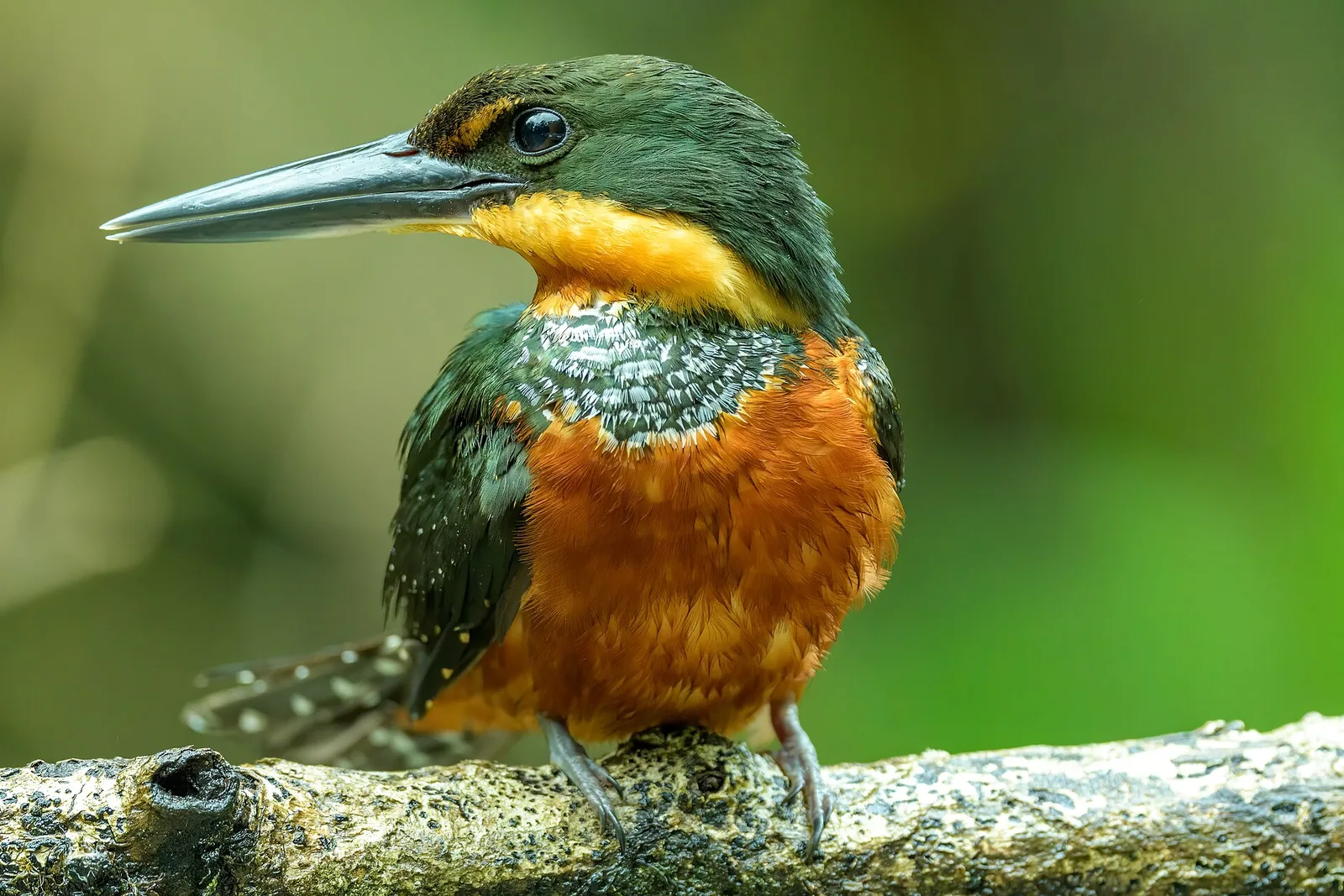 Ein weiblicher Rotbrust-Zwergfischer sitzt auf einem Ast über einem Kanal im Tortuguero-Nationalpark