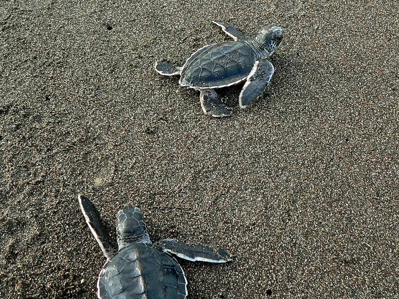 Zwei frisch geschlüpfte Grüne Meeresschildkröten krabbeln über den dunklen Sand im Tortuguero-Nationalpark