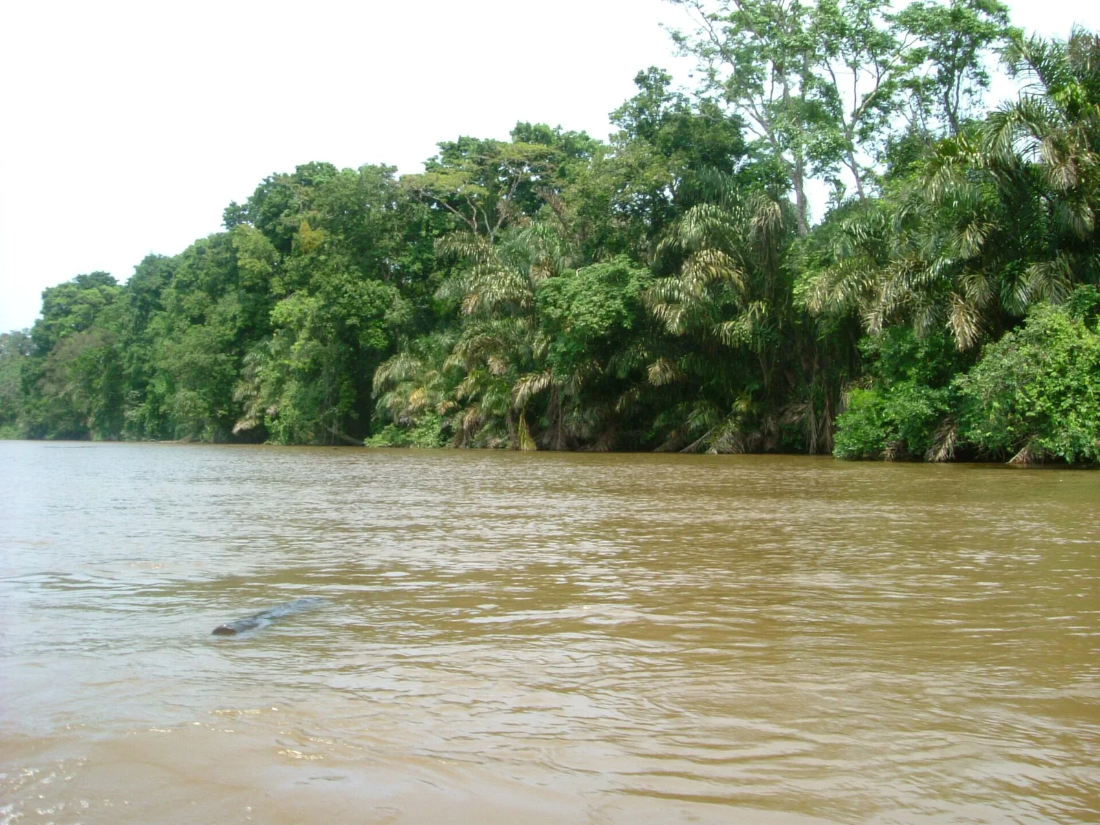 Ein ruhiger Kanal im Tortuguero-Nationalpark, gesäumt von dichtem Regenwald, der sich im braunen Wasser spiegelt