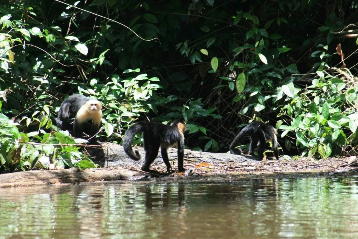 Angebotsfoto: Tortuguero: Kanutour im Tortuguero-Nationalpark