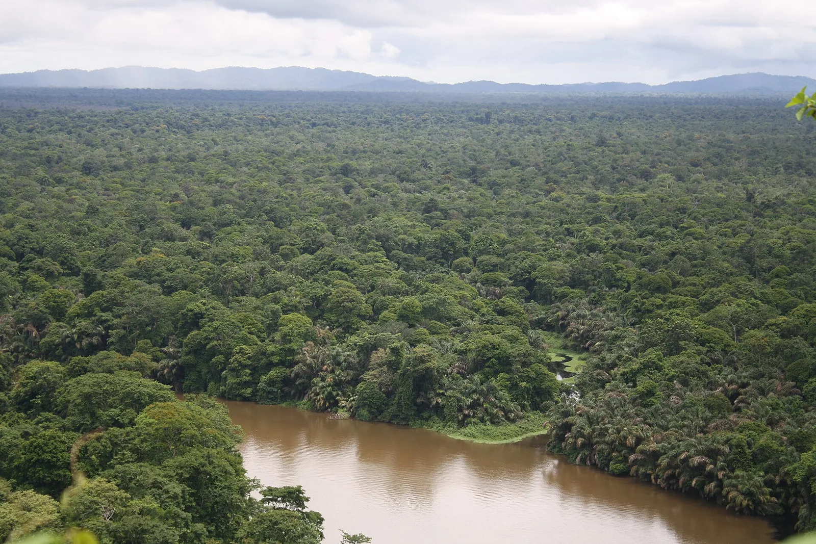 Blick über Palmensümpfe und Regenwald im Tortuguero-Nationalpark, dazwischen ein brauner Fluss