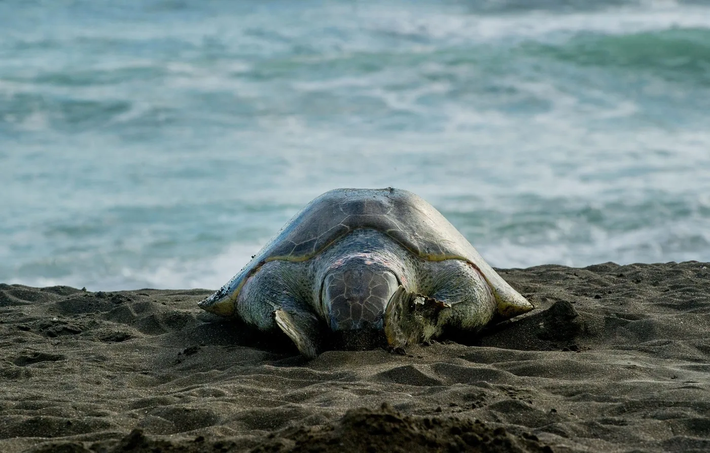 Angebotsfoto: Tortuguero: nächtliche Tour zu den nistenden Meeresschildkröten