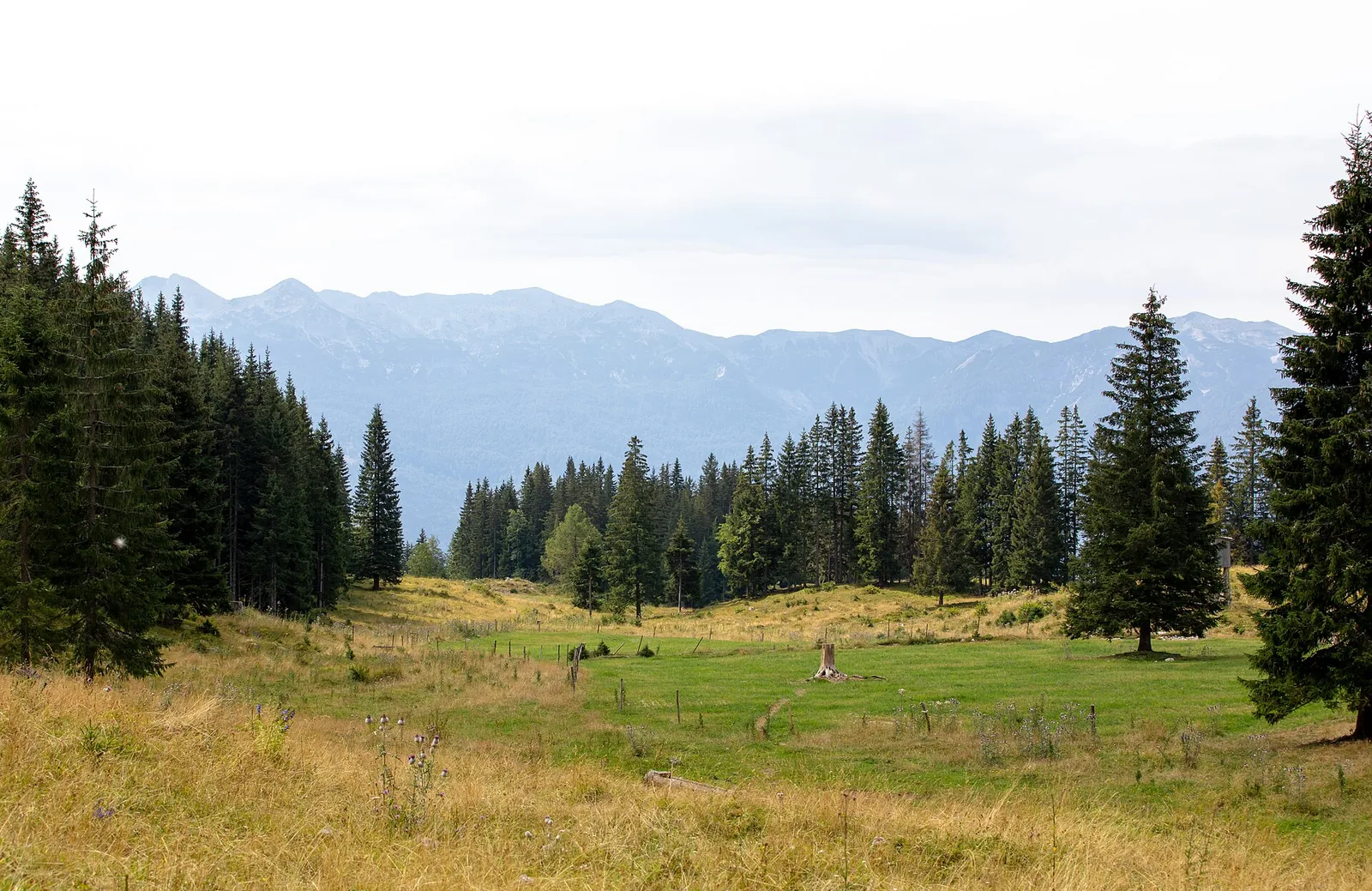 Almwiese mit Fichten auf der Hochebene Pokljuka im Triglav-Nationalpark, im Hintergrund Berge der Julischen Alpen